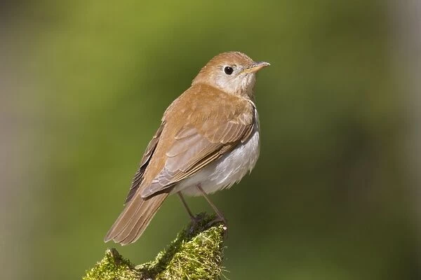Veery - Spring - Connecticut - USA