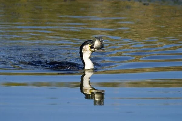White-breasted Cormorant swallowing recently caught tilapia fish. Andries Vosloo Kudu Reserve, nr Grahamstown, Eastern Cape, South Africa