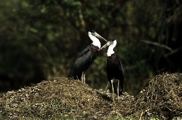 Whitenecked Stork - pair on nest mound - Keoladeo National Park - India