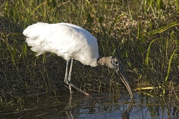 Wood Stork. In water, USA