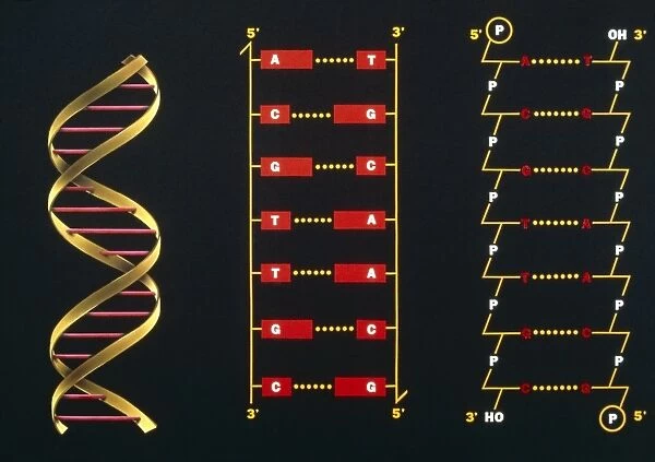 3 schematic illustrations of DNA structure