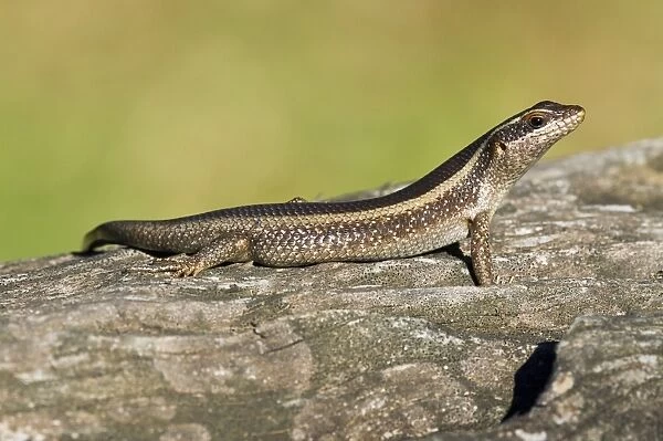 African striped skink on a rock C014  /  4998
