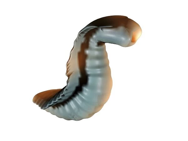Alien worm, artwork