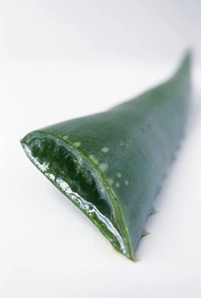 Aloe vera leaf. Aloe is a genus of shrub-like plants of the family Liliaceae