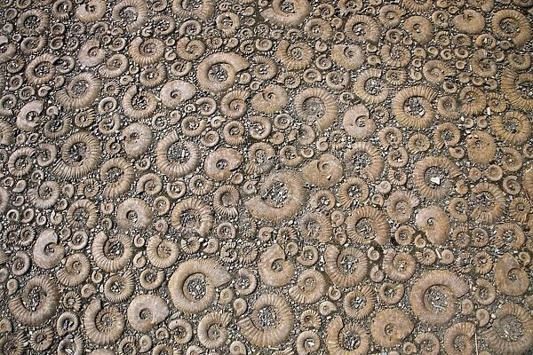 Ammonite paving stones
