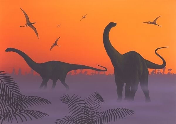 Apatosaur dinosaurs, artwork
