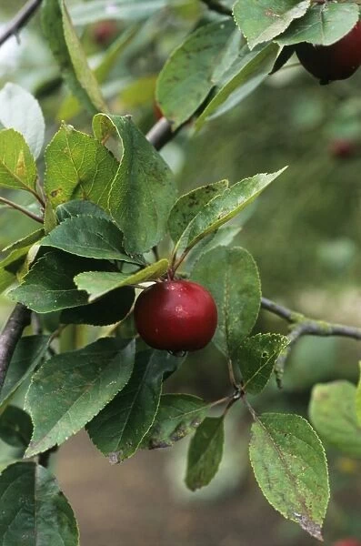 Apple (Malus Mary Charlton )