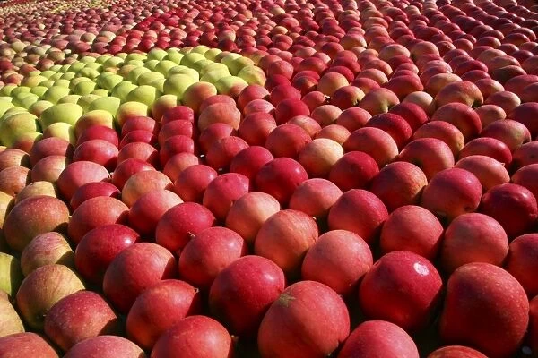 Apples arranged in a pattern in a display. Photographed in Kivik, Sweden