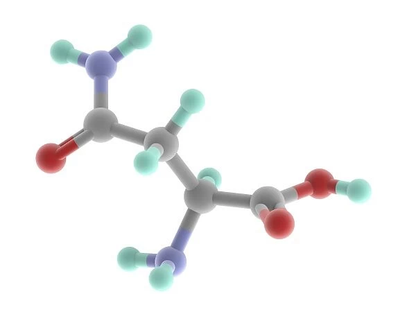 Asparagine molecule
