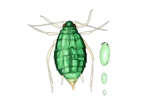 Bean aphid