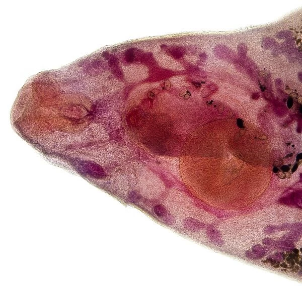 Beef liver fluke, light micrograph