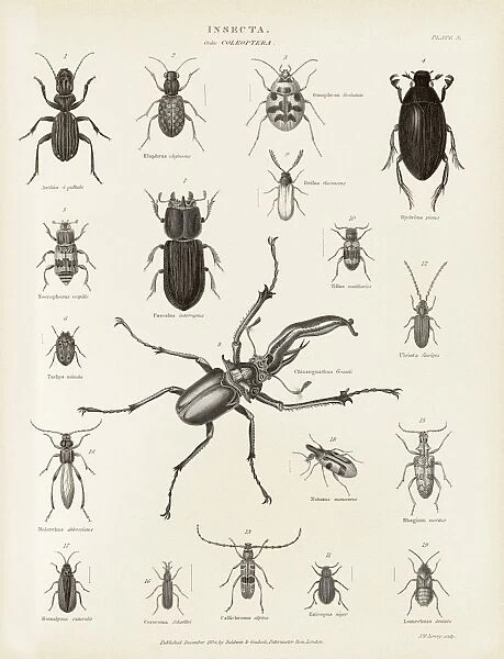 Beetles, 19th century C015  /  6100