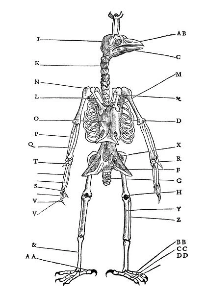 Bird skeleton, historical artwork