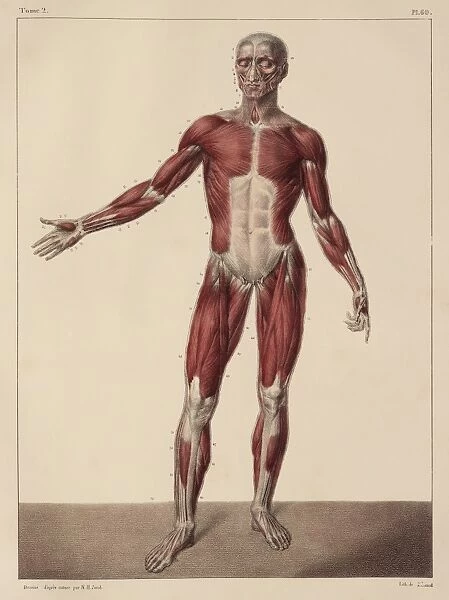 Whole body musculature, 1831 artwork