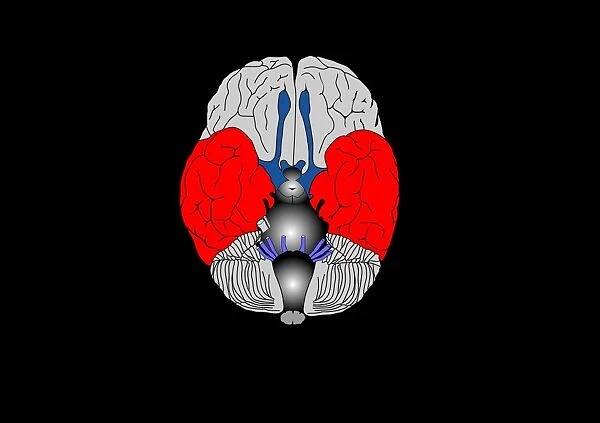 Brain anatomy, artwork