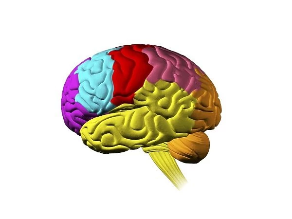 Brain, computer artwork