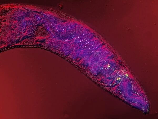 Caenorhabditis elegans, micrograph
