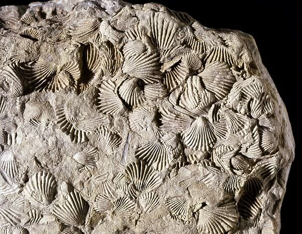 Camarotoechi, brachiopod fossils C016  /  4846