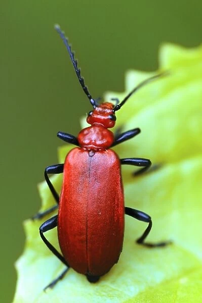 Cardinal beetle on a leaf