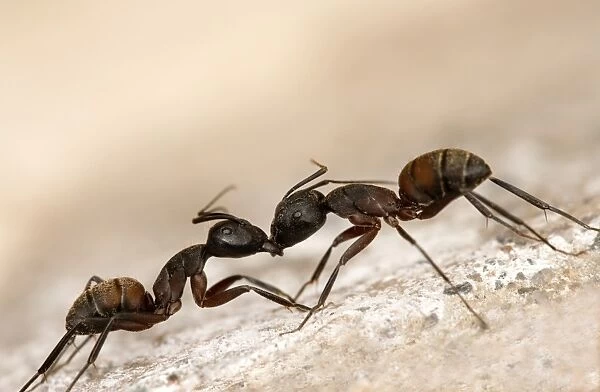 Carpenter ants fighting