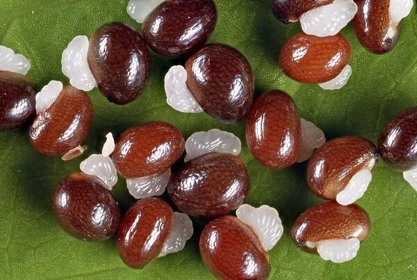 Celandine (Chelidonium majus) seeds