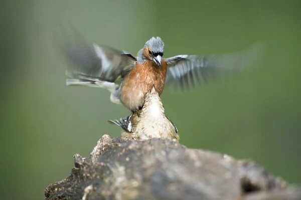 Chaffinches mating C015  /  6878