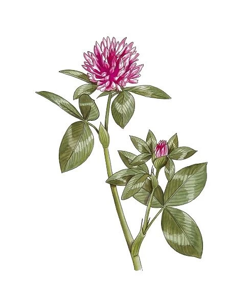 Clover (Trifolium pratense), artwork C016  /  3429