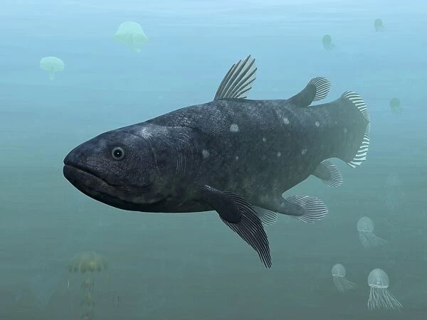 Coelacanth fish, artwork C013  /  5754