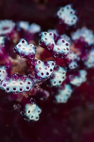 A colony of tunicates in the Maldives