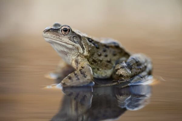 Common frog on a pond