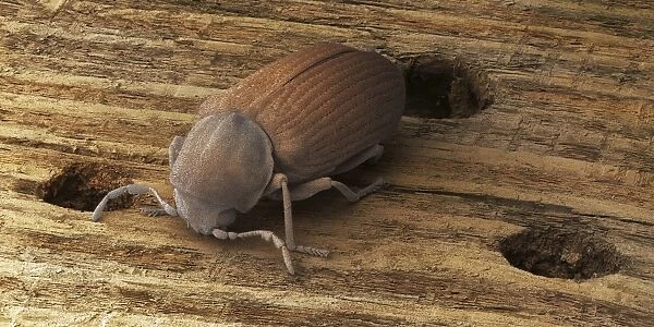 Common furniture beetle, SEM