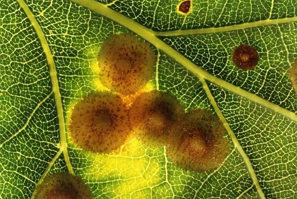 Common spangle galls on an oak leaf