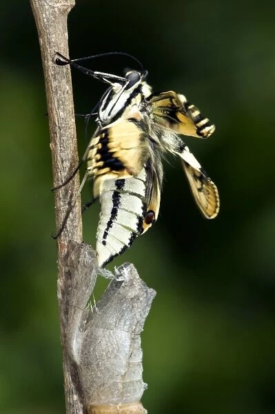 Common Swallowtail Chrysalis