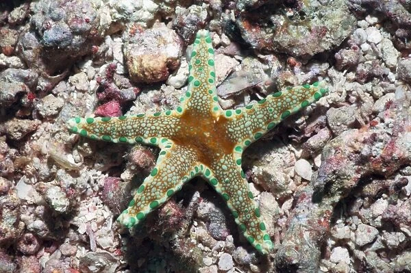 Cumings starfish