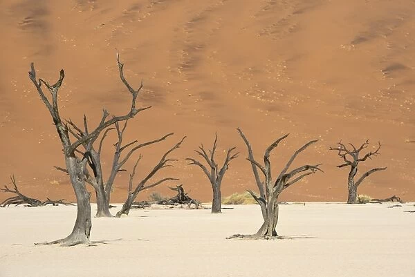 Dead Vlei in Namib-Naukluft National Park C018  /  9285