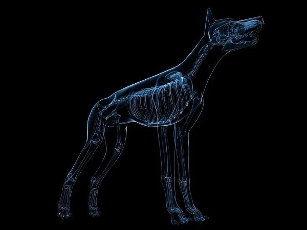 Dog skeleton, artwork F006  /  2267