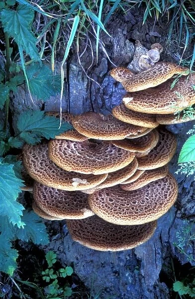 Dryads saddle fungi