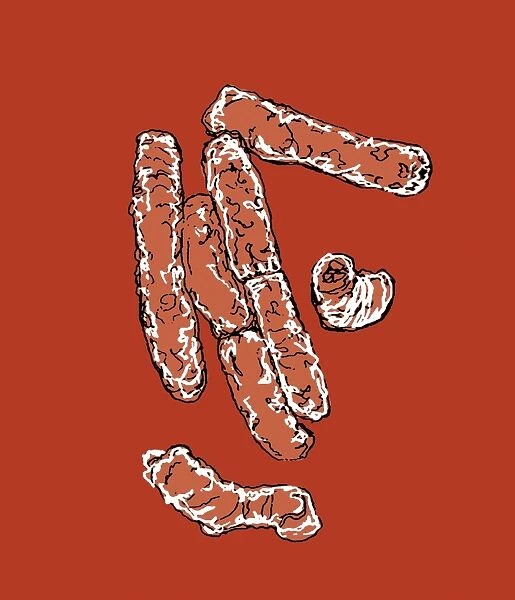 E. coli bacteria, illustration C018  /  0733