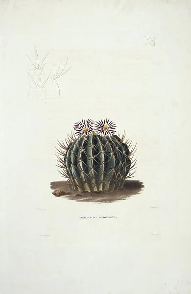 Echinocactus cactus, 19th century C013  /  6779