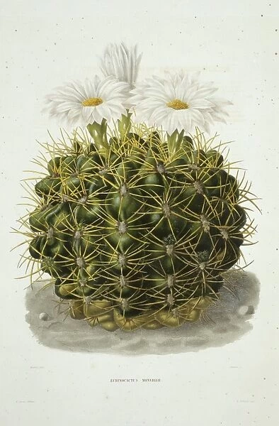 Echinocactus monvillii cactus, artwork C013  /  6786