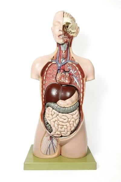 Female anatomy, historical model