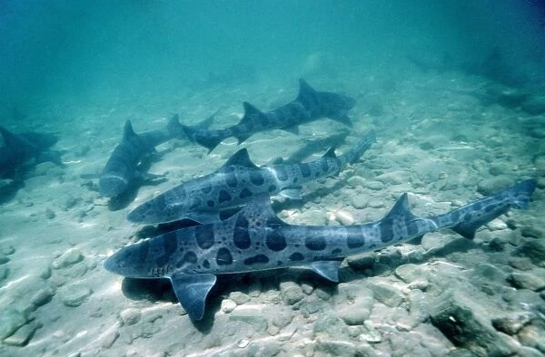 Female leopard sharks