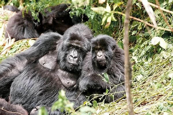 Female and young mountain gorilla
