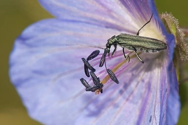 Flower beetle feeding C016  /  4731