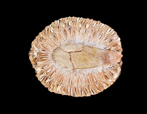 Fossilised cone of Araucaria sp. tree
