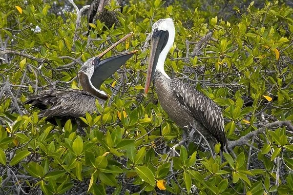 Galapagos brown pelican