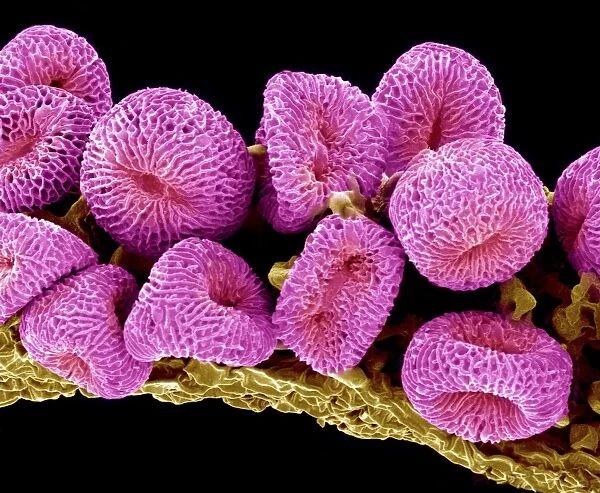 Geranium pollen, SEM