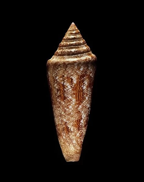 Glory of the sea cone shell C019  /  1313