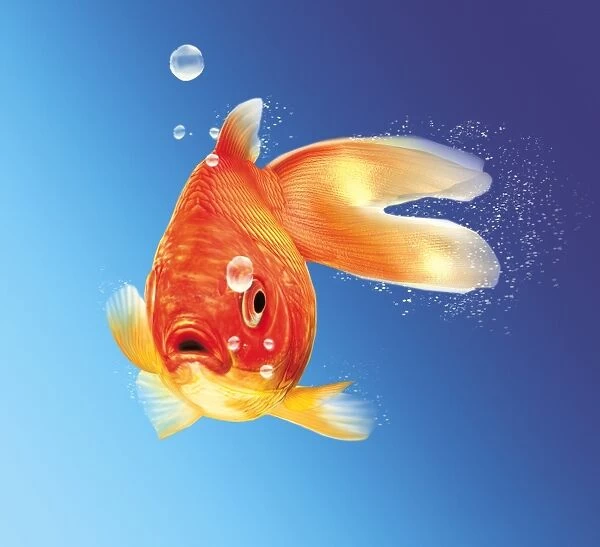 Goldfish, artwork