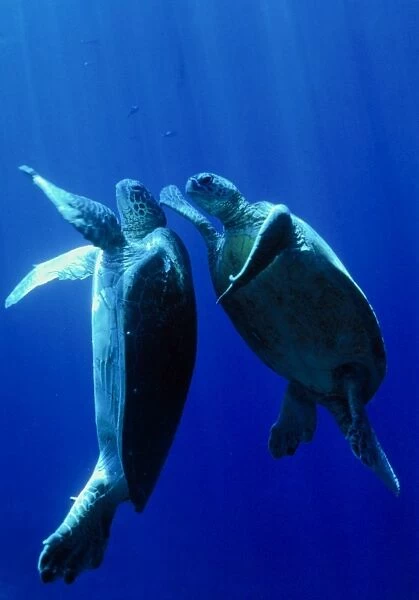 Green turtles mating
